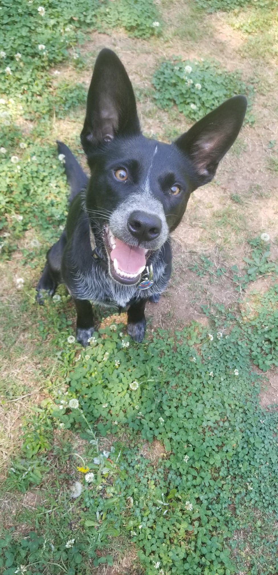 Midna-PUP